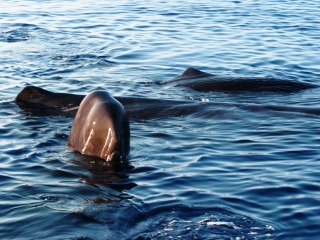 Balene Sardegna