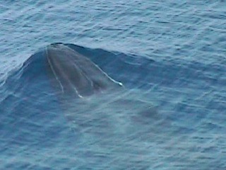 Balenottere svernano in Sardegna