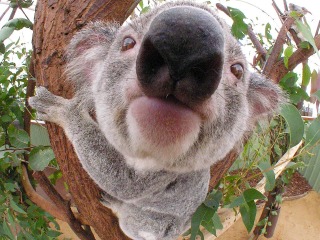 Naso Koala