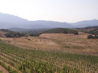 Vino Sardegna