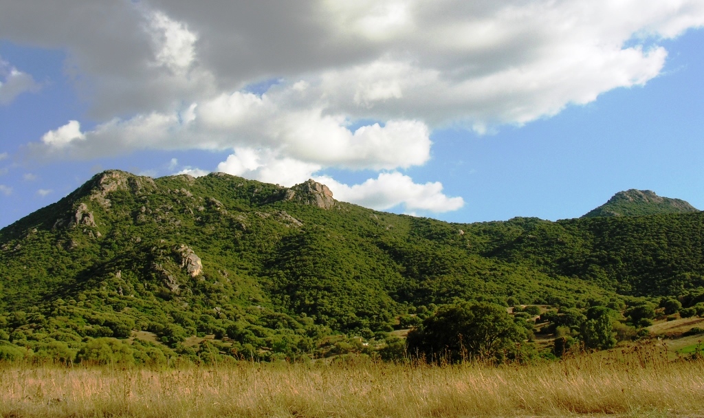 Foresta Jacu Piu | Foto Ente Foreste Sardegna